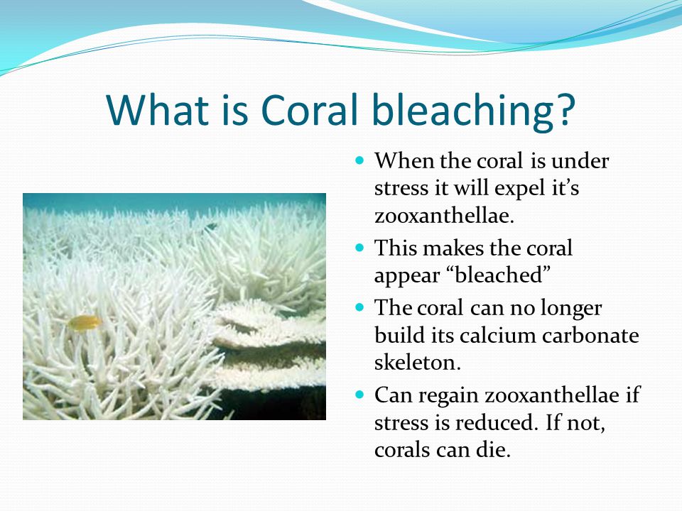 What is Coral bleaching. When the coral is under stress it will expel it’s zooxanthellae.