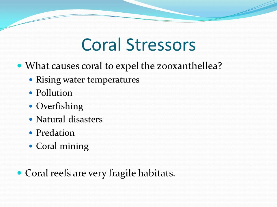 Coral Stressors What causes coral to expel the zooxanthellea.