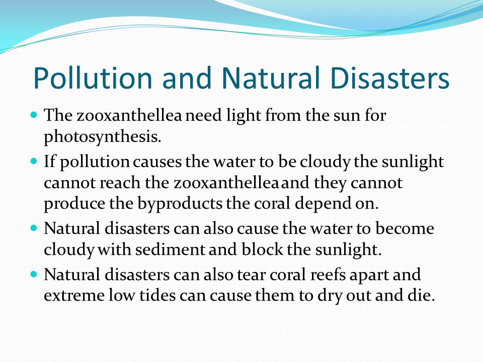 Pollution and Natural Disasters The zooxanthellea need light from the sun for photosynthesis.