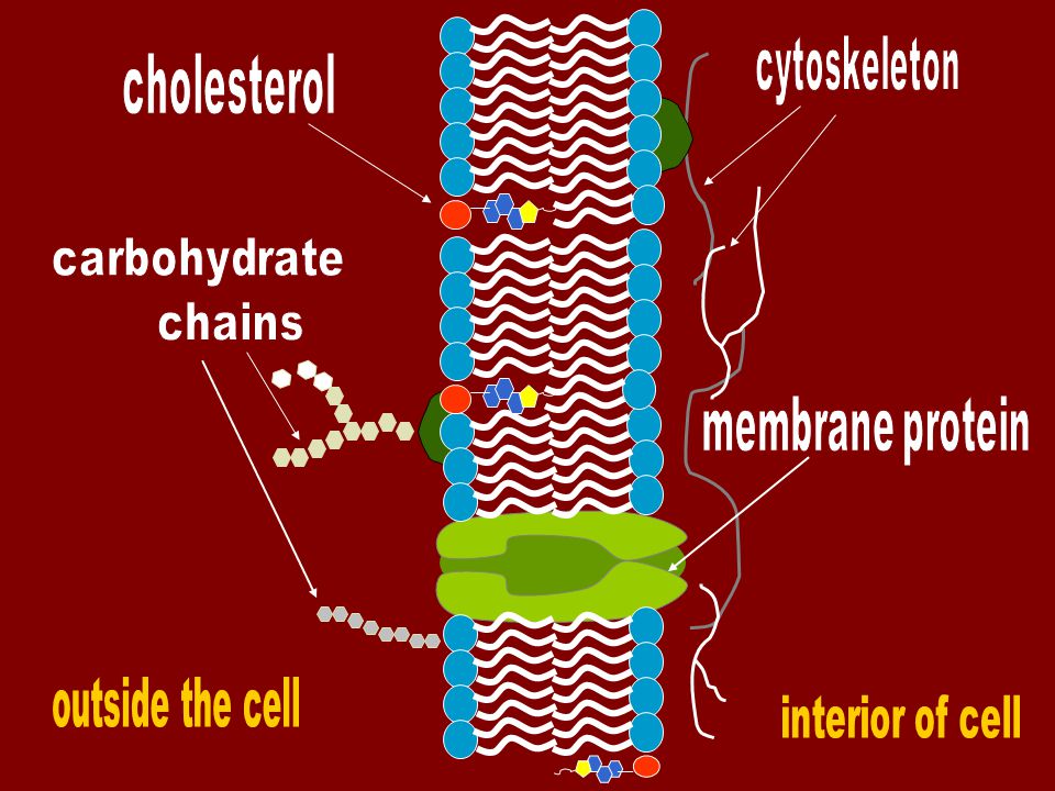 Types of Membrane Proteins Receptor proteins - recognize and bind to specific substances outside the cell.