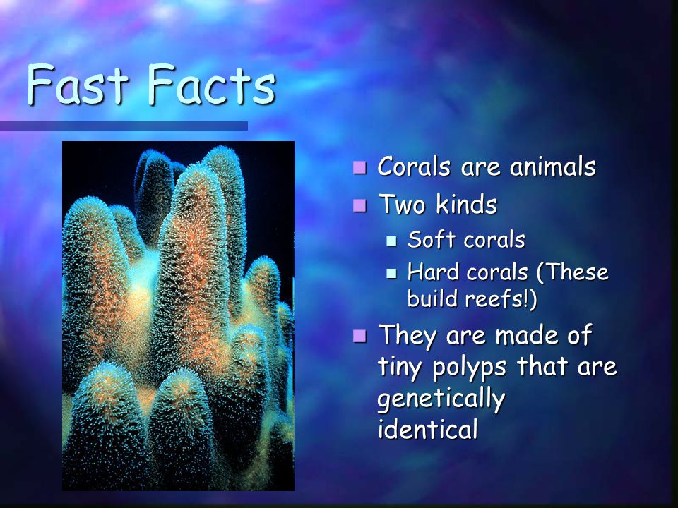 Fast Facts Corals are animals Two kinds Soft corals Hard corals (These build reefs!) They are made of tiny polyps that are genetically identical