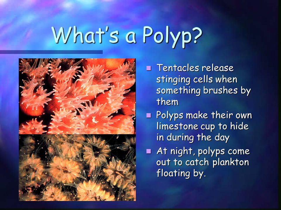 What’s a Polyp.