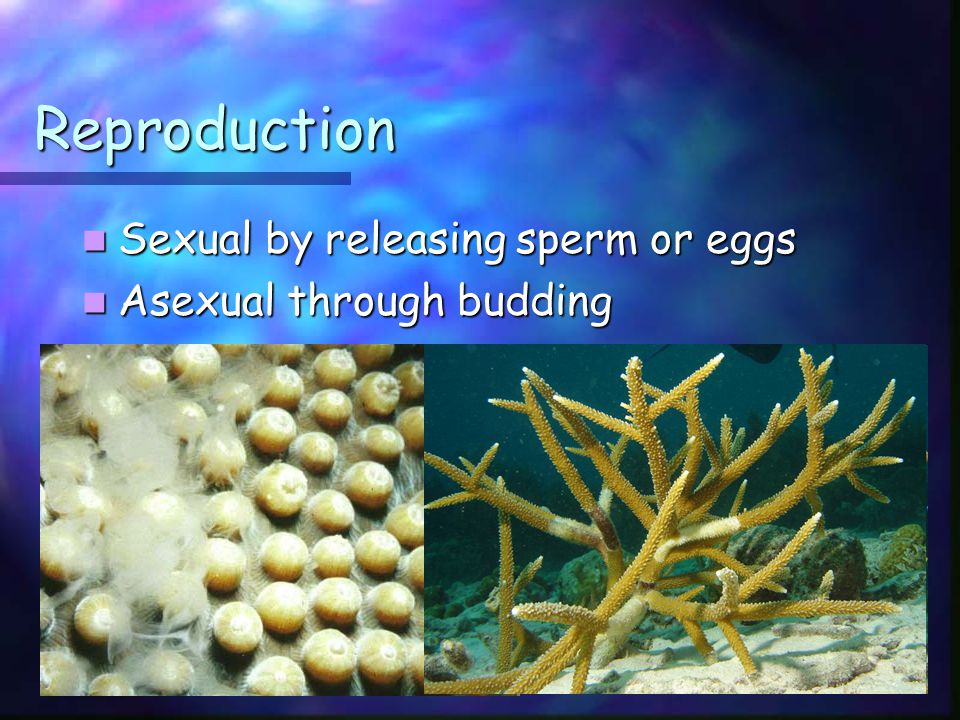 Reproduction Sexual by releasing sperm or eggs Sexual by releasing sperm or eggs Asexual through budding Asexual through budding