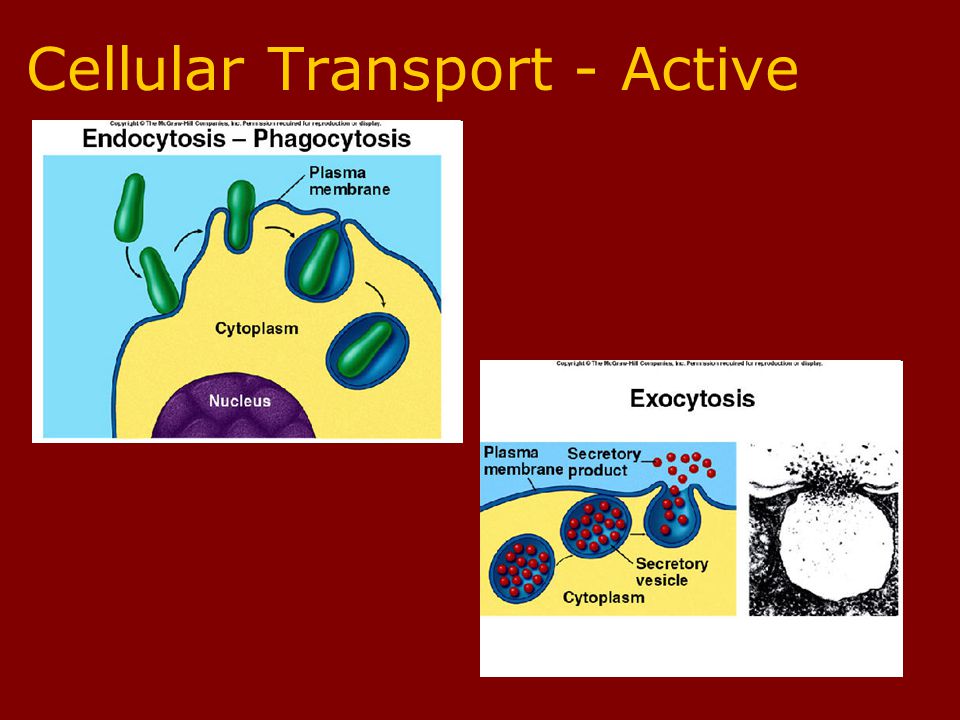Contractile vacuoles –expel excess water from bacterial cells that live in water.