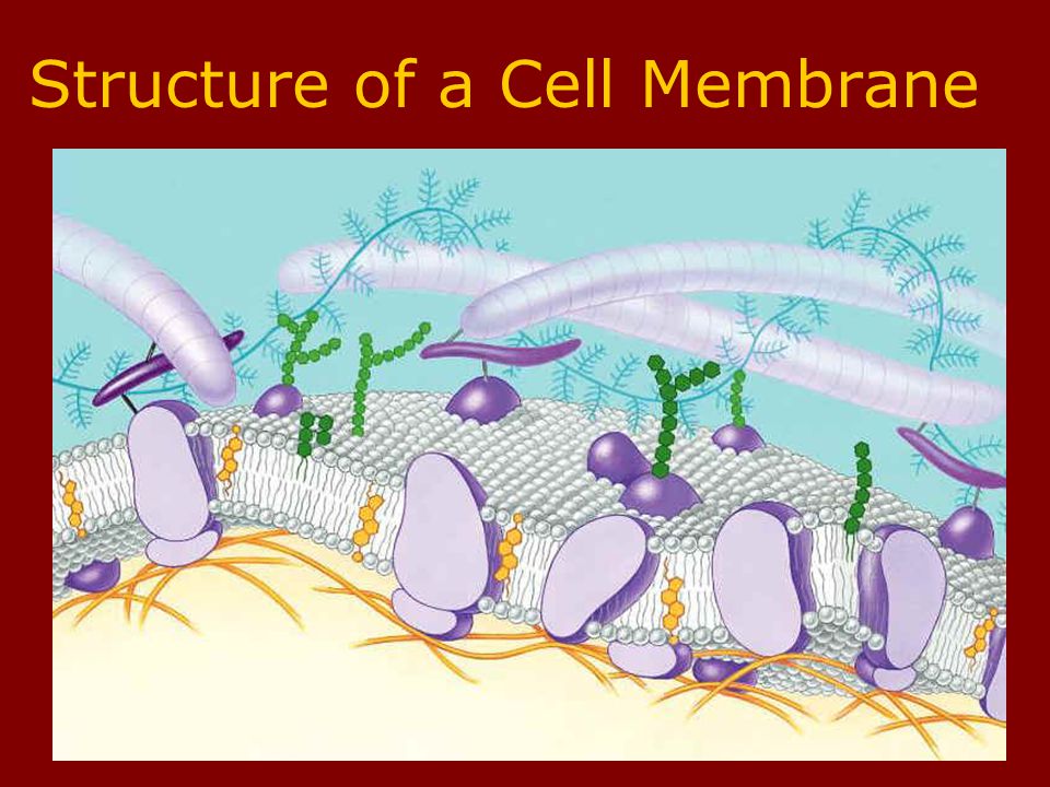 Homeostasis Keep the proper concentration of nutrients and water Eliminate wastes The plasma membrane is selectively permeable
