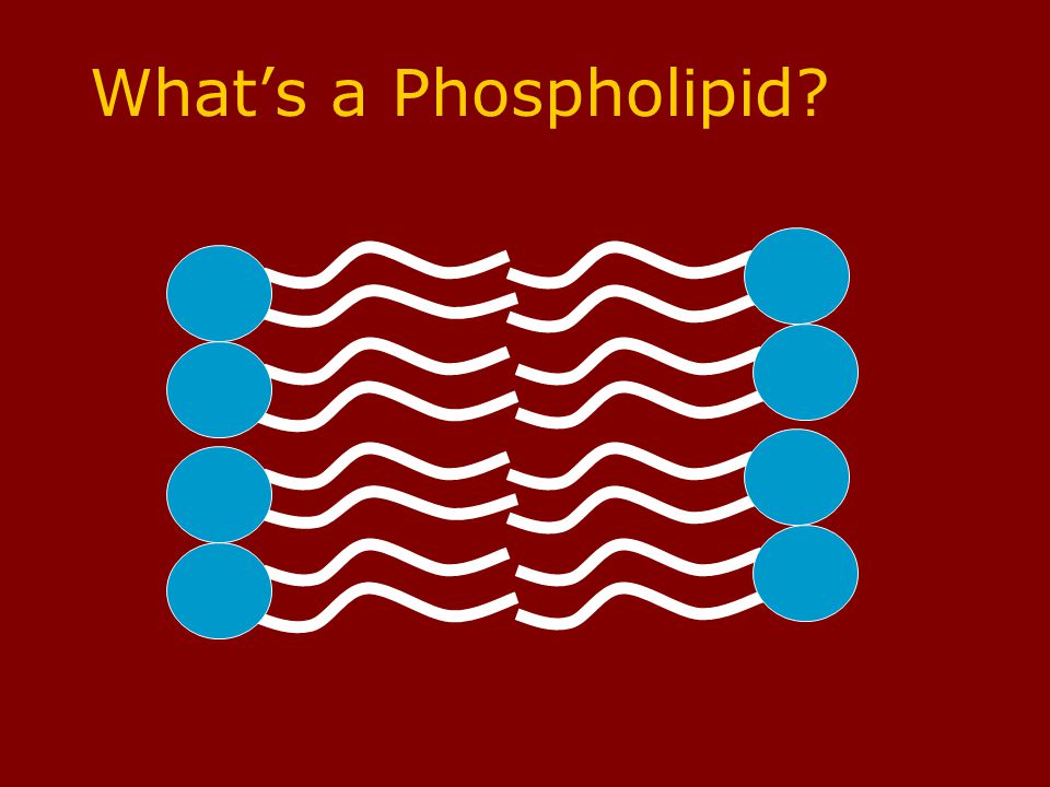 Structure of the Plasma Membrane Lipid bilayer –two sheets of phospholipids –Found around the cell, the nucleus, vacuoles, mitochondria, and chloroplasts.