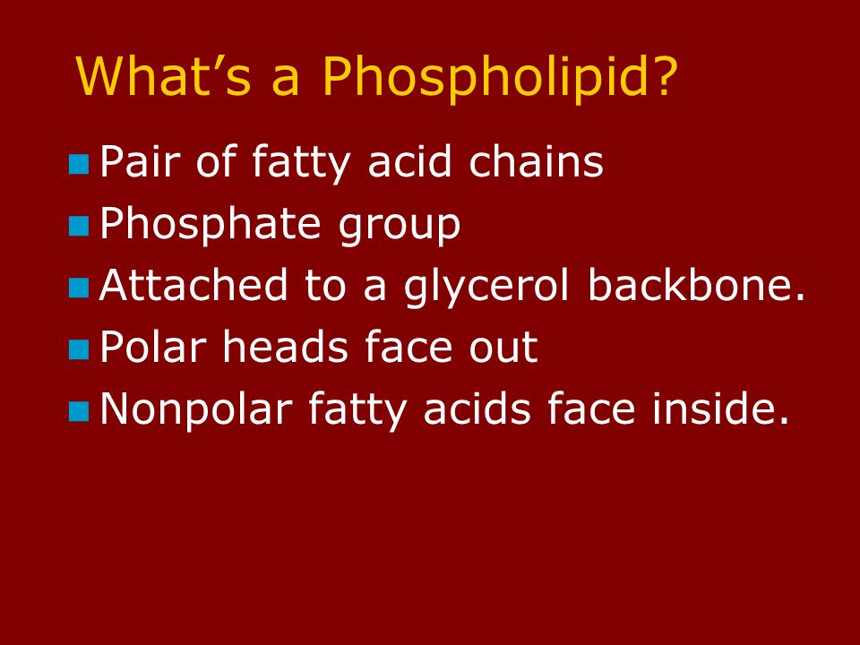 What’s a Phospholipid