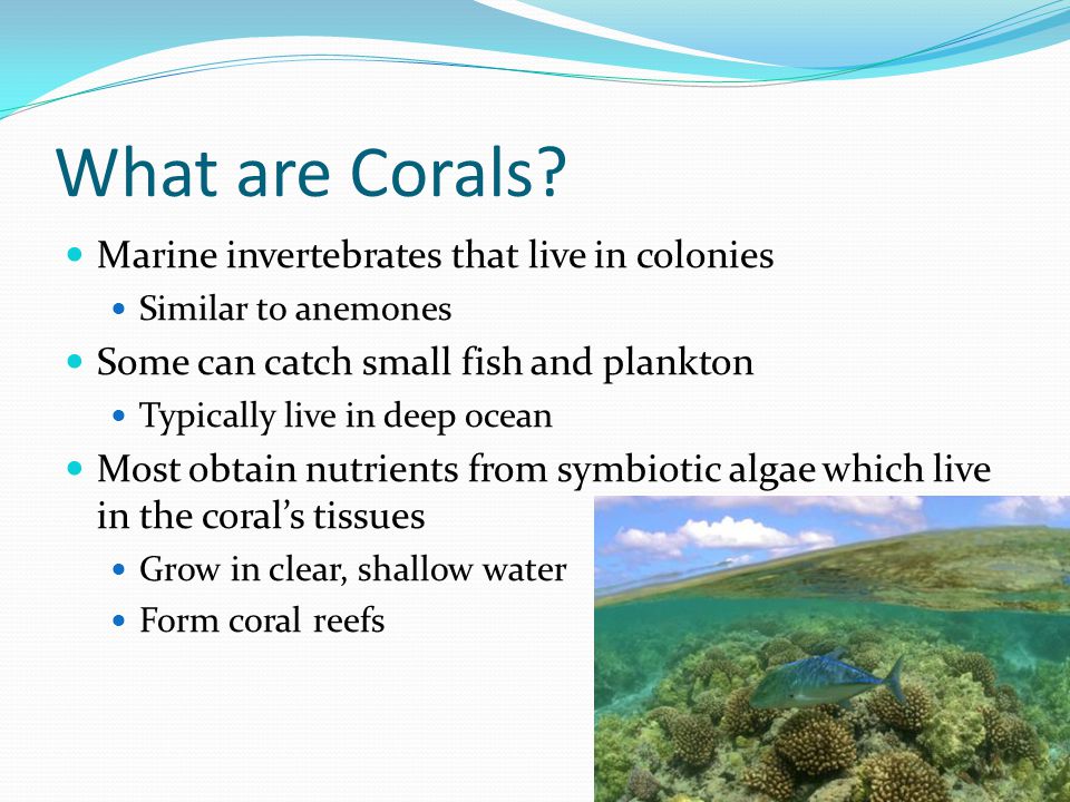 What are Corals.