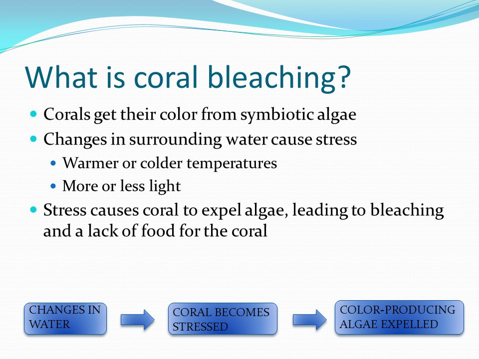 What is coral bleaching.