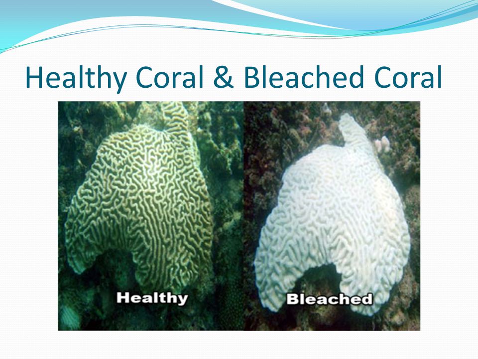 Healthy Coral & Bleached Coral