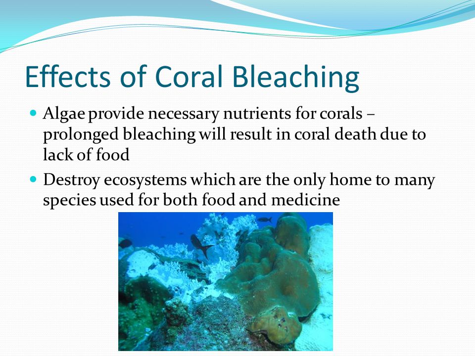 Effects of Coral Bleaching Algae provide necessary nutrients for corals – prolonged bleaching will result in coral death due to lack of food Destroy ecosystems which are the only home to many species used for both food and medicine