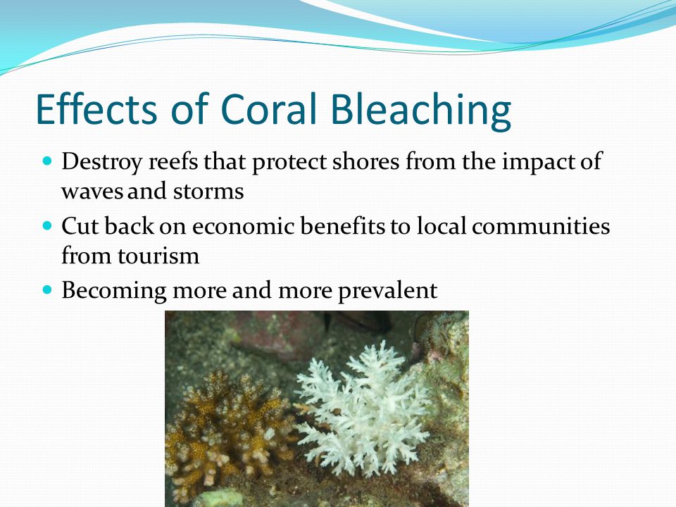 Effects of Coral Bleaching Destroy reefs that protect shores from the impact of waves and storms Cut back on economic benefits to local communities from tourism Becoming more and more prevalent