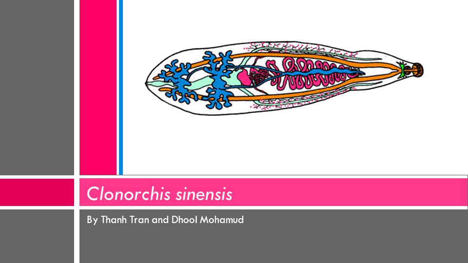 Clonorchis sinensis. Клонорхис синензис. Clonorchis sinensis строение. Clonorchis sinensis распространение.