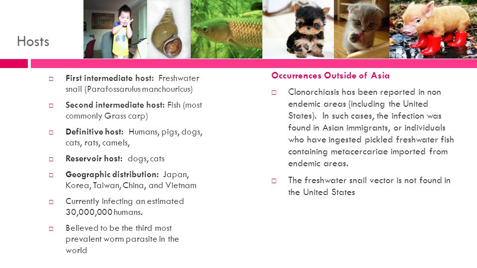 Hosts  First intermediate host: Freshwater snail (Parafossarulus manchouricus)  Second intermediate host: Fish (most commonly Grass carp)  Definitive host: Humans, pigs, dogs, cats, rats, camels,  Reservoir host: dogs, cats  Geographic distribution: Japan, Korea, Taiwan, China, and Vietnam  Currently infecting an estimated 30,000,000 humans.