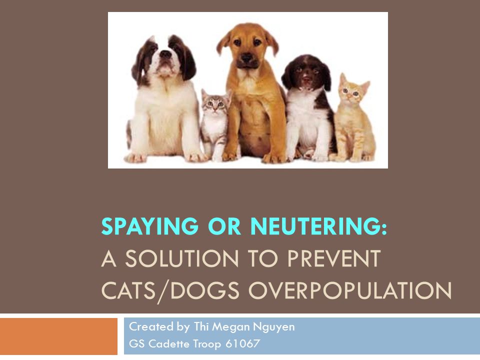 SPAYING OR NEUTERING: A SOLUTION TO PREVENT CATS/DOGS OVERPOPULATION Created by Thi Megan Nguyen GS Cadette Troop 61067