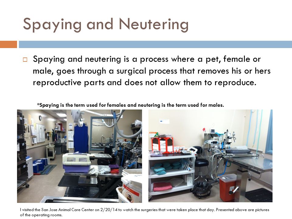 Spaying and Neutering  Spaying and neutering is a process where a pet, female or male, goes through a surgical process that removes his or hers reproductive parts and does not allow them to reproduce.