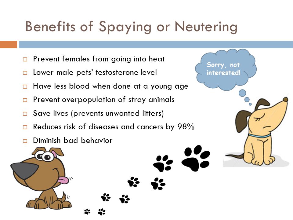Benefits of Spaying or Neutering  Prevent females from going into heat  Lower male pets’ testosterone level  Have less blood when done at a young age  Prevent overpopulation of stray animals  Save lives (prevents unwanted litters)  Reduces risk of diseases and cancers by 98%  Diminish bad behavior Sorry, not interested!