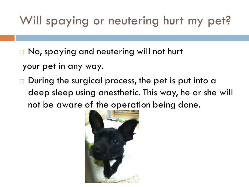 Will spaying or neutering hurt my pet.