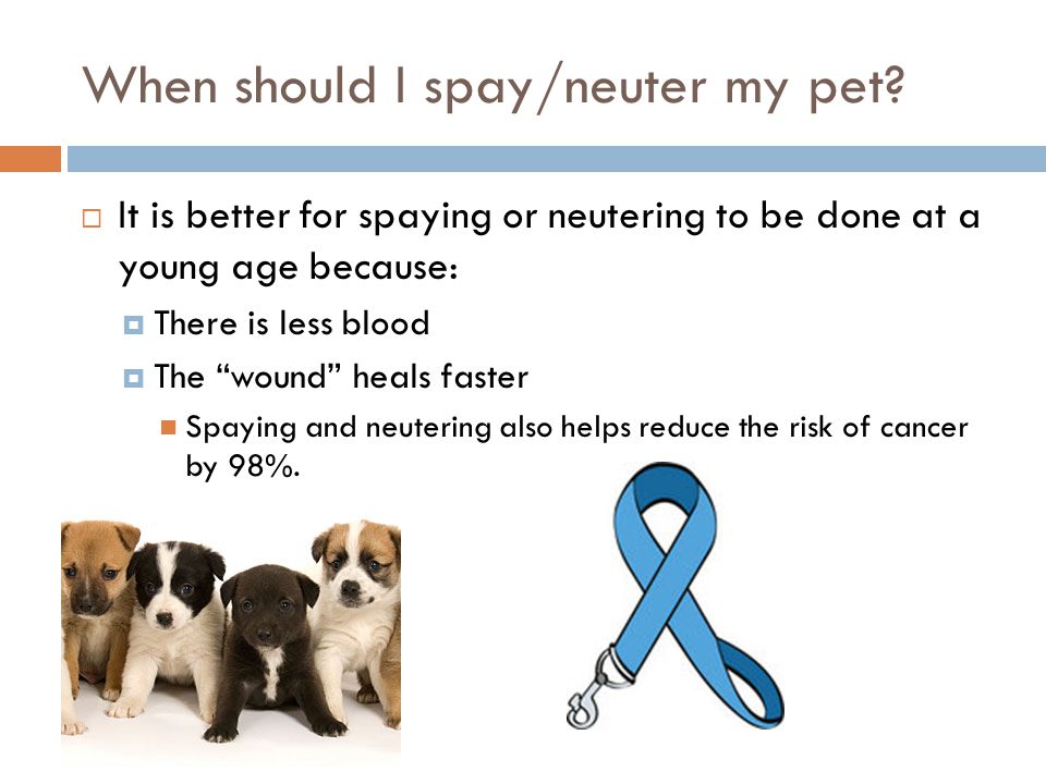 When should I spay/neuter my pet.