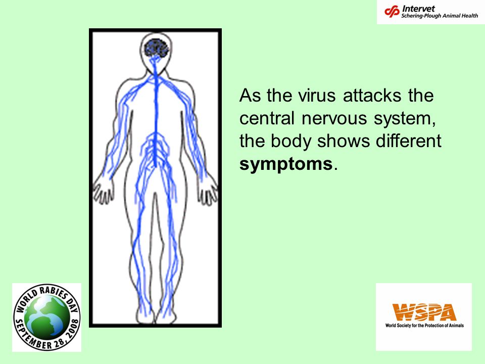 As the virus attacks the central nervous system, the body shows different symptoms.