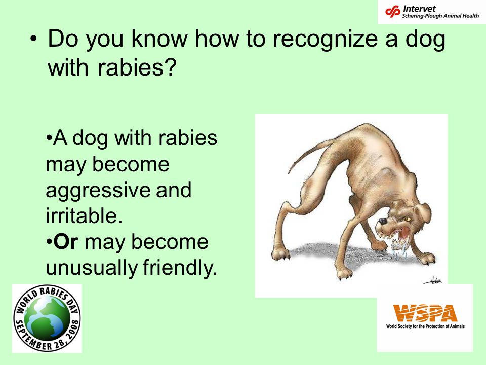 Do you know how to recognize a dog with rabies.
