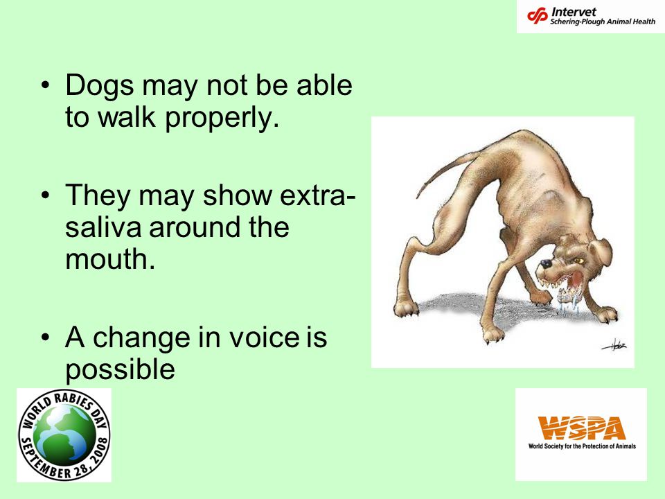 Dogs may not be able to walk properly. They may show extra- saliva around the mouth.