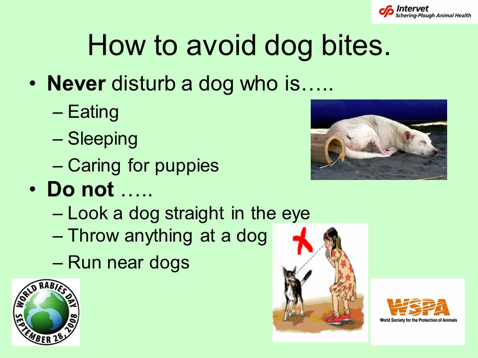 How to avoid dog bites. Never disturb a dog who is…..