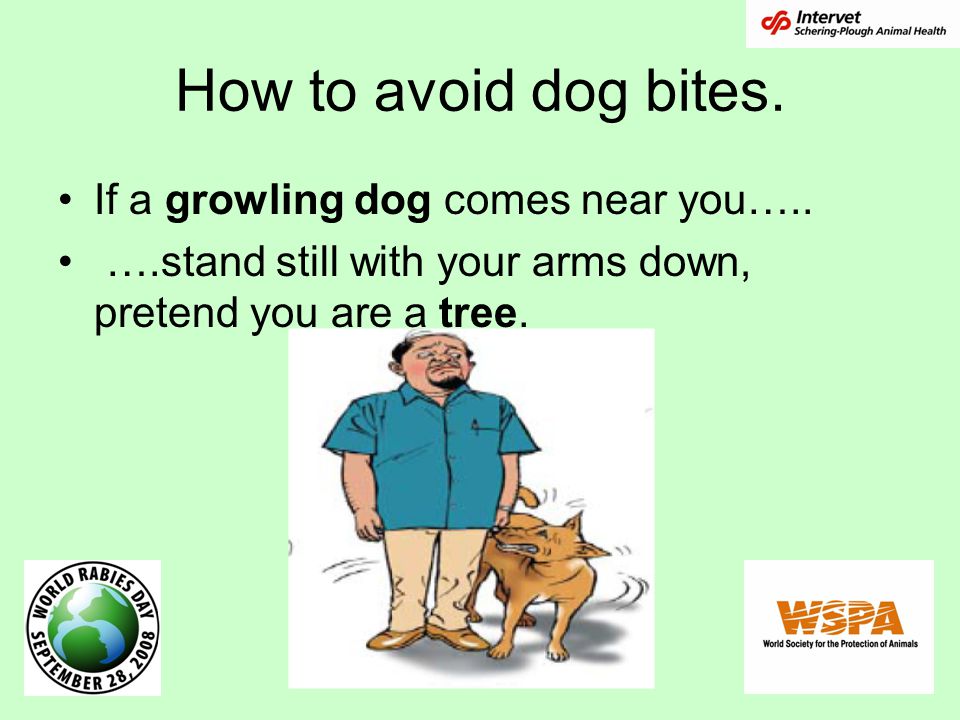 How to avoid dog bites. If a growling dog comes near you…..