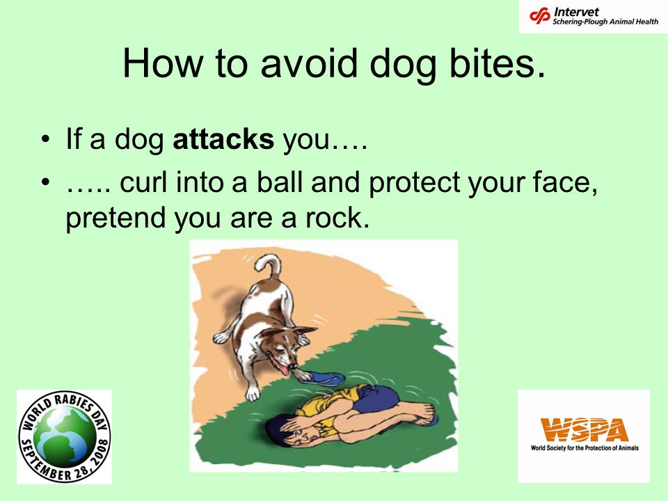 How to avoid dog bites. If a dog attacks you…. …..
