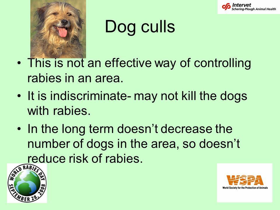 Dog culls This is not an effective way of controlling rabies in an area.