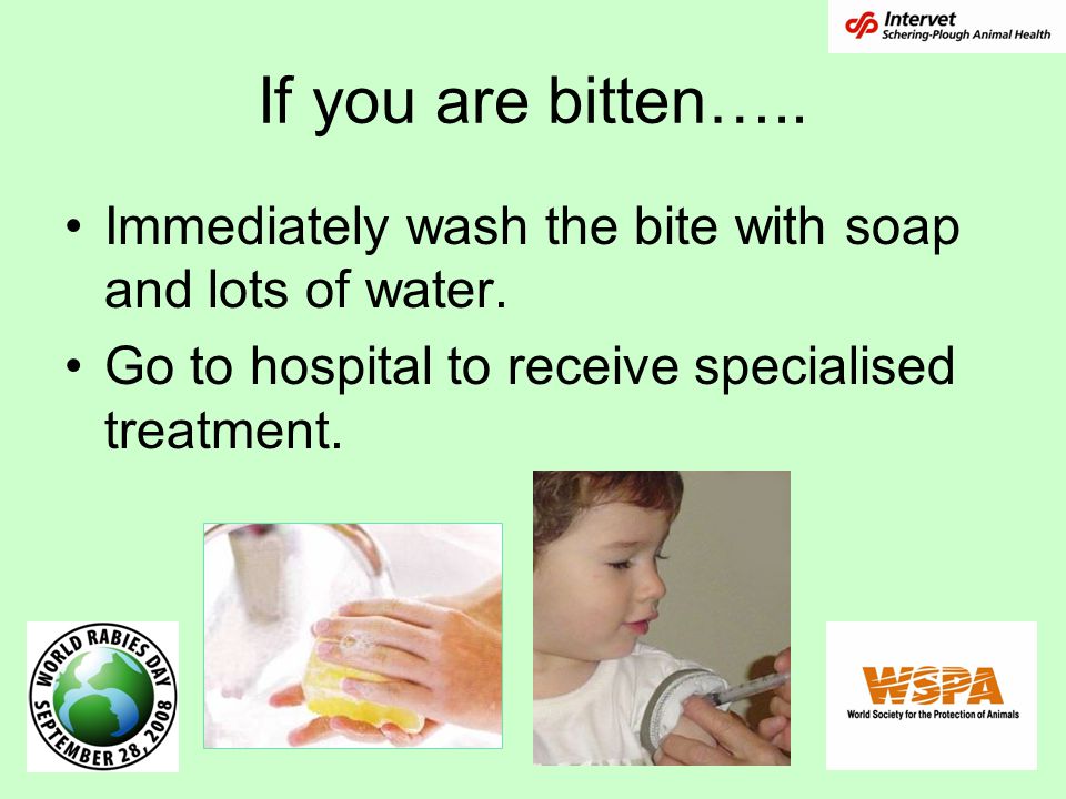 If you are bitten….. Immediately wash the bite with soap and lots of water.