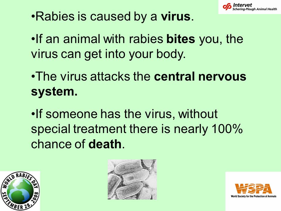 Rabies is caused by a virus. If an animal with rabies bites you, the virus can get into your body.