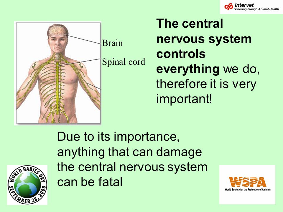 Brain Spinal cord The central nervous system controls everything we do, therefore it is very important.