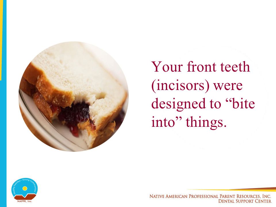 Your front teeth (incisors) were designed to bite into things.