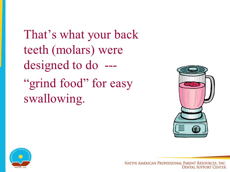 That’s what your back teeth (molars) were designed to do --- grind food for easy swallowing.