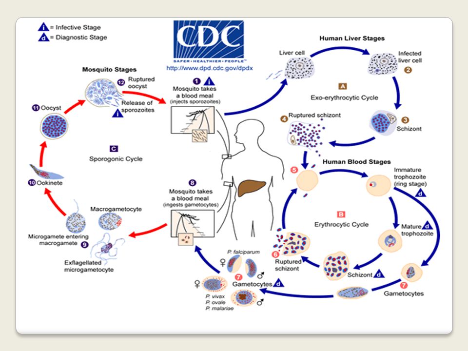 Возникновении малярии. Цикл развития малярийного плазмоида. Жизненный цикл Plasmodium falciparum схема. Жизненный цикл малярийного плазмодия схема. Plasmodium falciparum жизненный цикл.