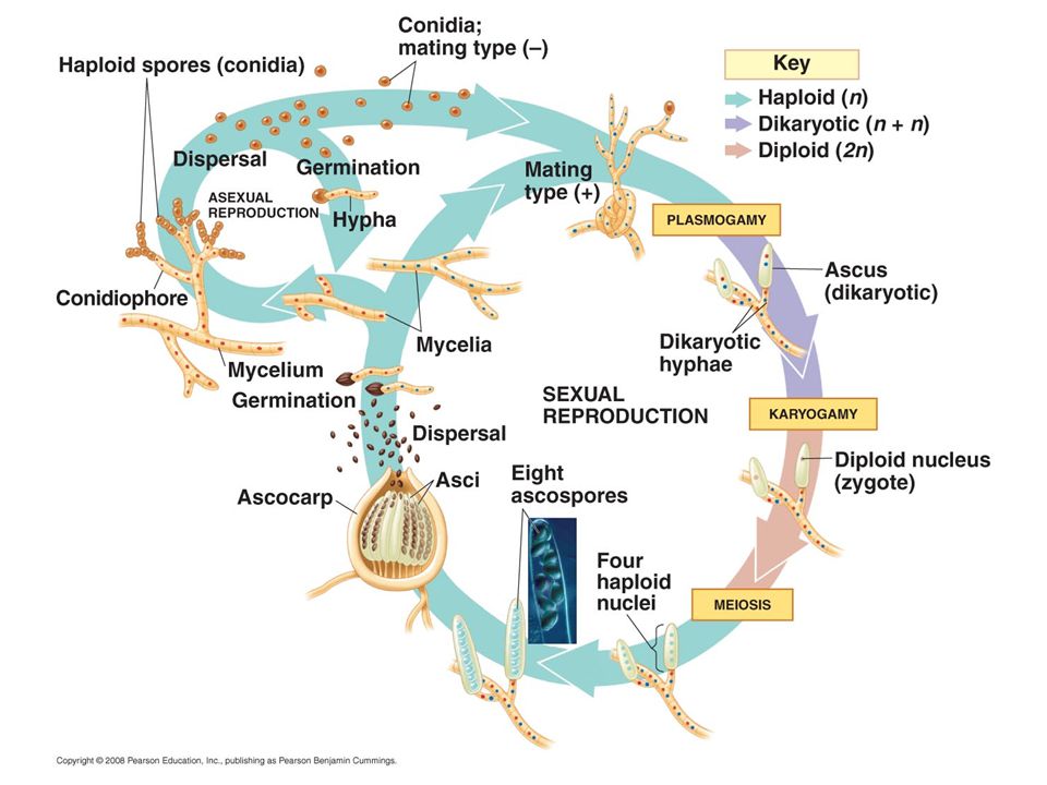 asexual reproduction video Peziza asexual reproduction video Peziza
