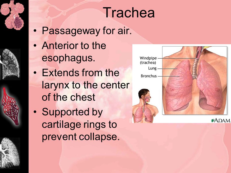 Trachea Passageway for air. Anterior to the esophagus.