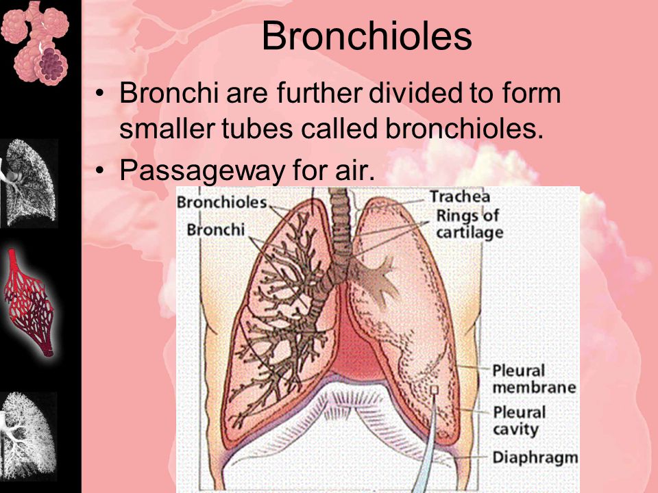 Bronchioles Bronchi are further divided to form smaller tubes called bronchioles.