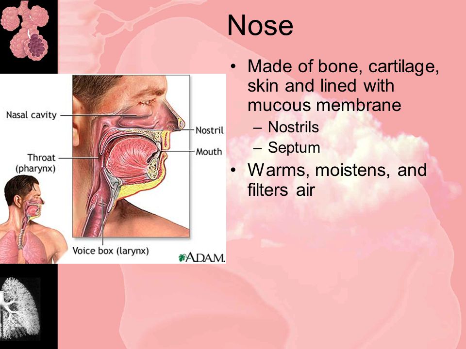 Nose Made of bone, cartilage, skin and lined with mucous membrane –Nostrils –Septum Warms, moistens, and filters air