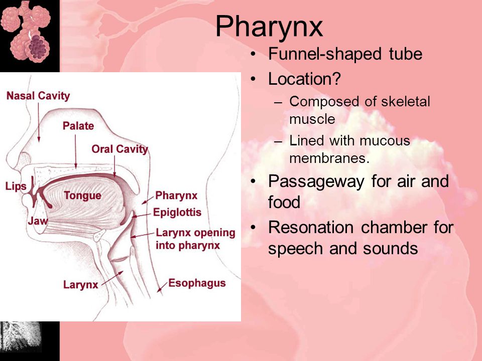 Pharynx Funnel-shaped tube Location. –Composed of skeletal muscle –Lined with mucous membranes.