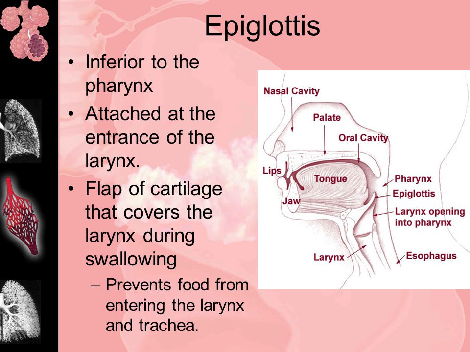 Epiglottis Inferior to the pharynx Attached at the entrance of the larynx.
