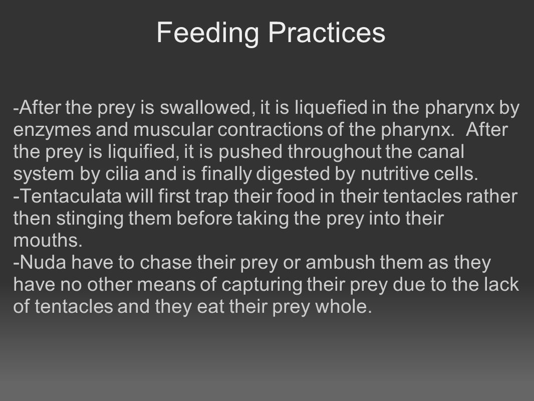 Feeding Practices - After the prey is swallowed, it is liquefied in the pharynx by enzymes and muscular contractions of the pharynx.