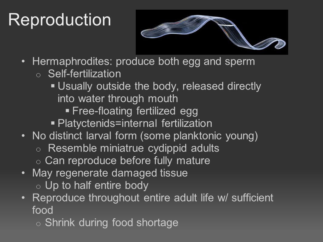 Reproduction Hermaphrodites: produce both egg and sperm o Self-fertilization  Usually outside the body, released directly into water through mouth  Free-floating fertilized egg  Platyctenids=internal fertilization No distinct larval form (some planktonic young) o Resemble miniatrue cydippid adults o Can reproduce before fully mature May regenerate damaged tissue o Up to half entire body Reproduce throughout entire adult life w/ sufficient food o Shrink during food shortage