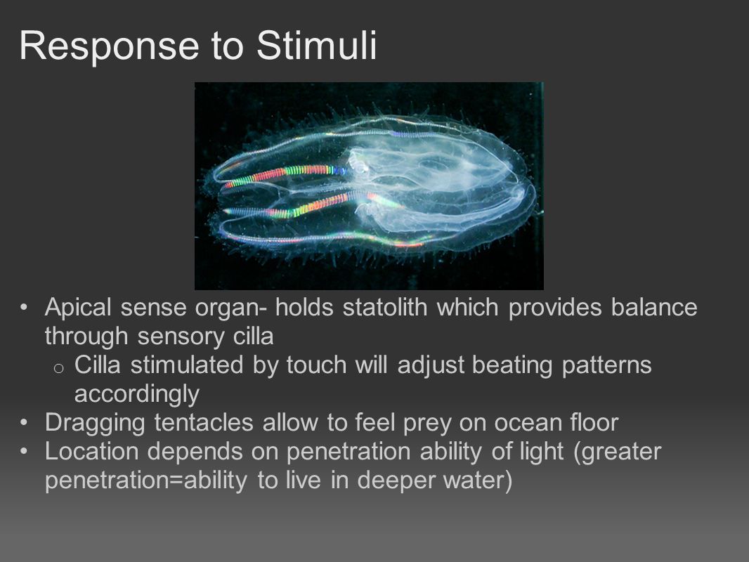 Response to Stimuli Apical sense organ- holds statolith which provides balance through sensory cilla o Cilla stimulated by touch will adjust beating patterns accordingly Dragging tentacles allow to feel prey on ocean floor Location depends on penetration ability of light (greater penetration=ability to live in deeper water)