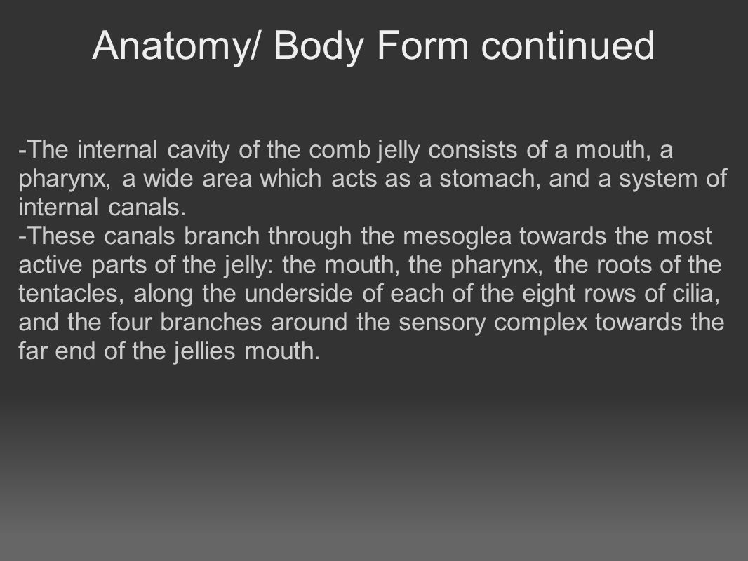 Anatomy/ Body Form continued -The internal cavity of the comb jelly consists of a mouth, a pharynx, a wide area which acts as a stomach, and a system of internal canals.