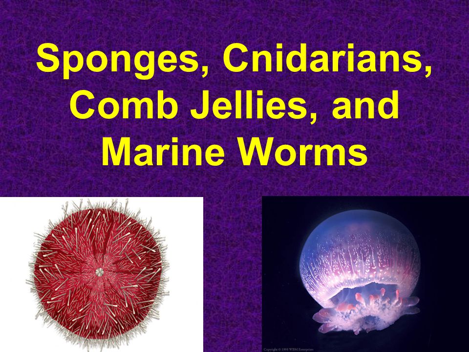 Sponges, Cnidarians, Comb Jellies, and Marine Worms