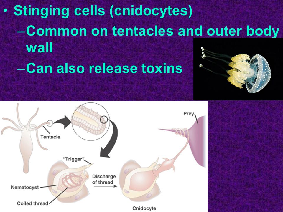 Stinging cells (cnidocytes) –Common on tentacles and outer body wall –Can also release toxins