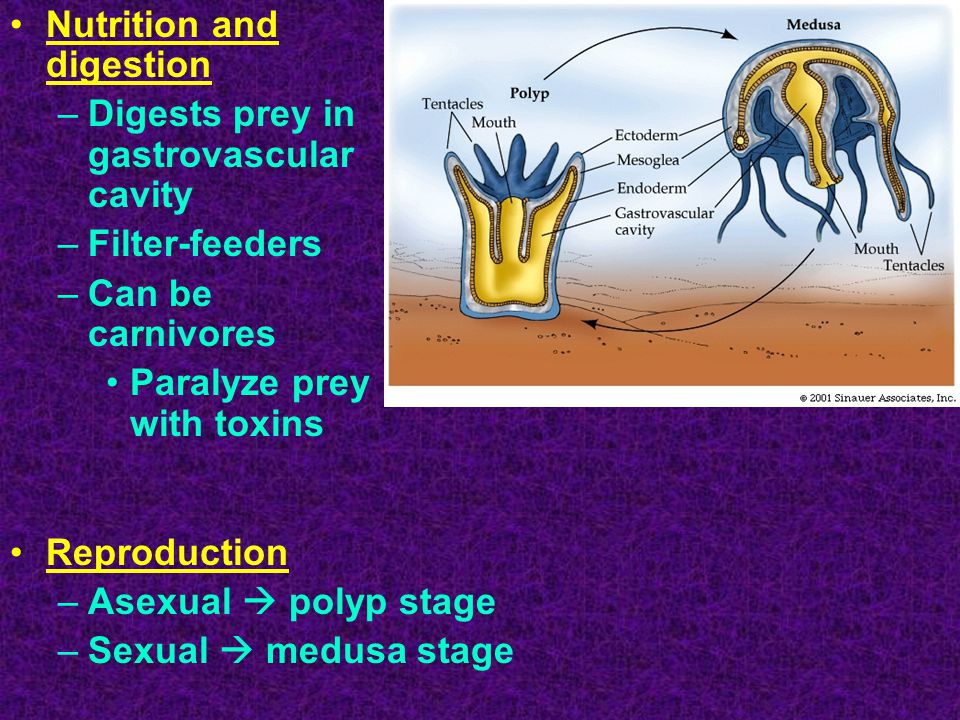 Nutrition and digestion –Digests prey in gastrovascular cavity –Filter-feeders –Can be carnivores Paralyze prey with toxins Reproduction –Asexual  polyp stage –Sexual  medusa stage