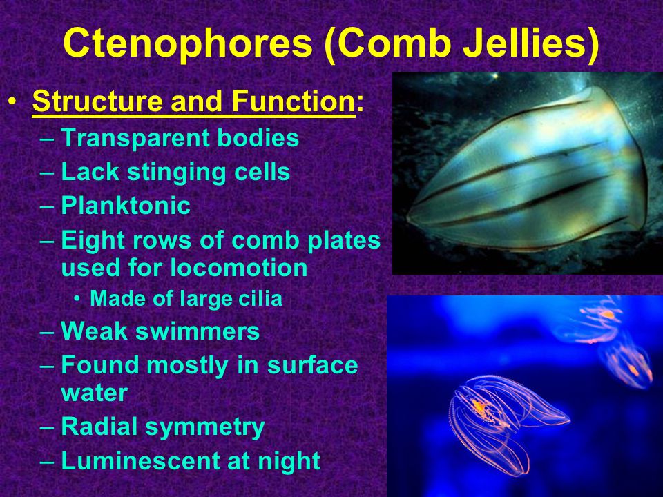 Ctenophores (Comb Jellies) Structure and Function: –Transparent bodies –Lack stinging cells –Planktonic –Eight rows of comb plates used for locomotion Made of large cilia –Weak swimmers –Found mostly in surface water –Radial symmetry –Luminescent at night